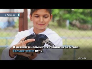 an 11-year-old student from rybinsk saved more than a hundred birds in 4 years