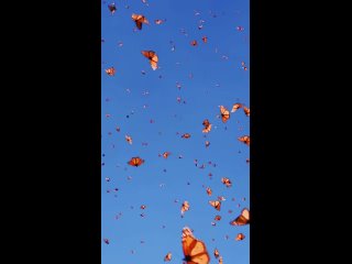 chip key butterflies